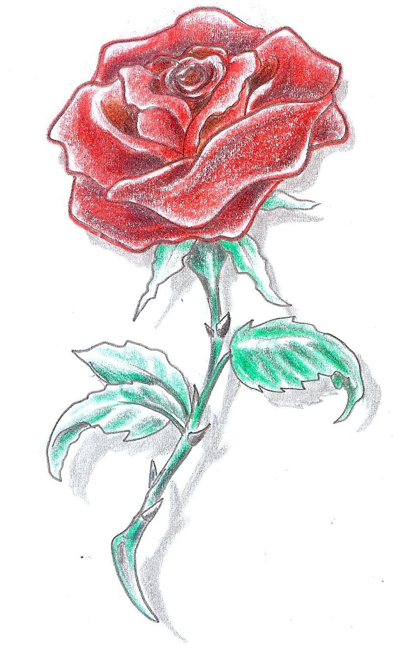 Featured image of post Tattoo Rose Drawing Color / Below, check out our collection.