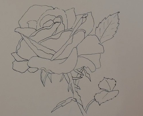 499x405 How To Draw A Rose In Pen And Ink Online Art Lessons - Rose Drawing Pen