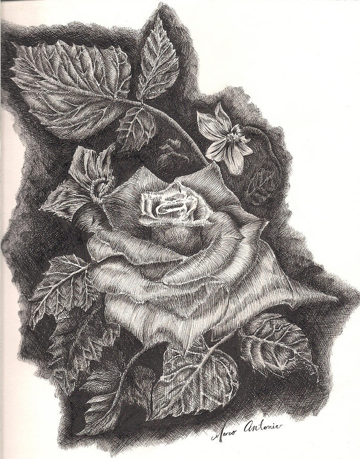 705x900 Pen And Ink Rose Drawing - Rose Drawing Pen