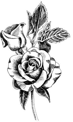 278x464 Pen And Ink Rose Stamp - Rose Drawing Pen