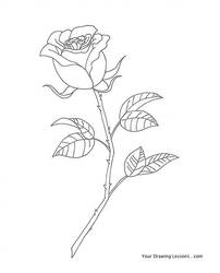 202x250 Pen And Ink Rose Drawing - Rose Drawing Pen