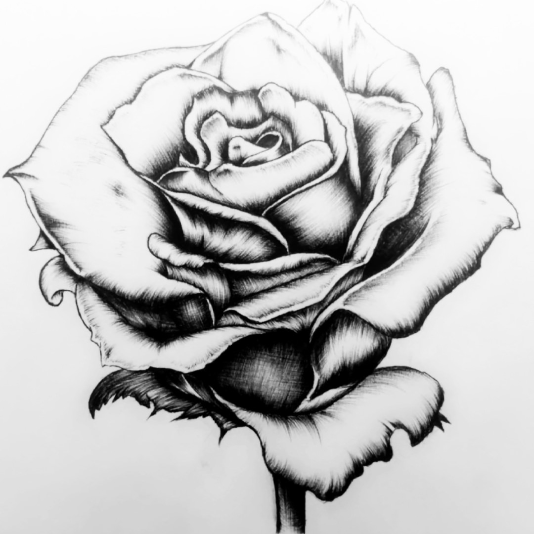 Rose Drawing Pen at PaintingValley.com | Explore collection of Rose ...