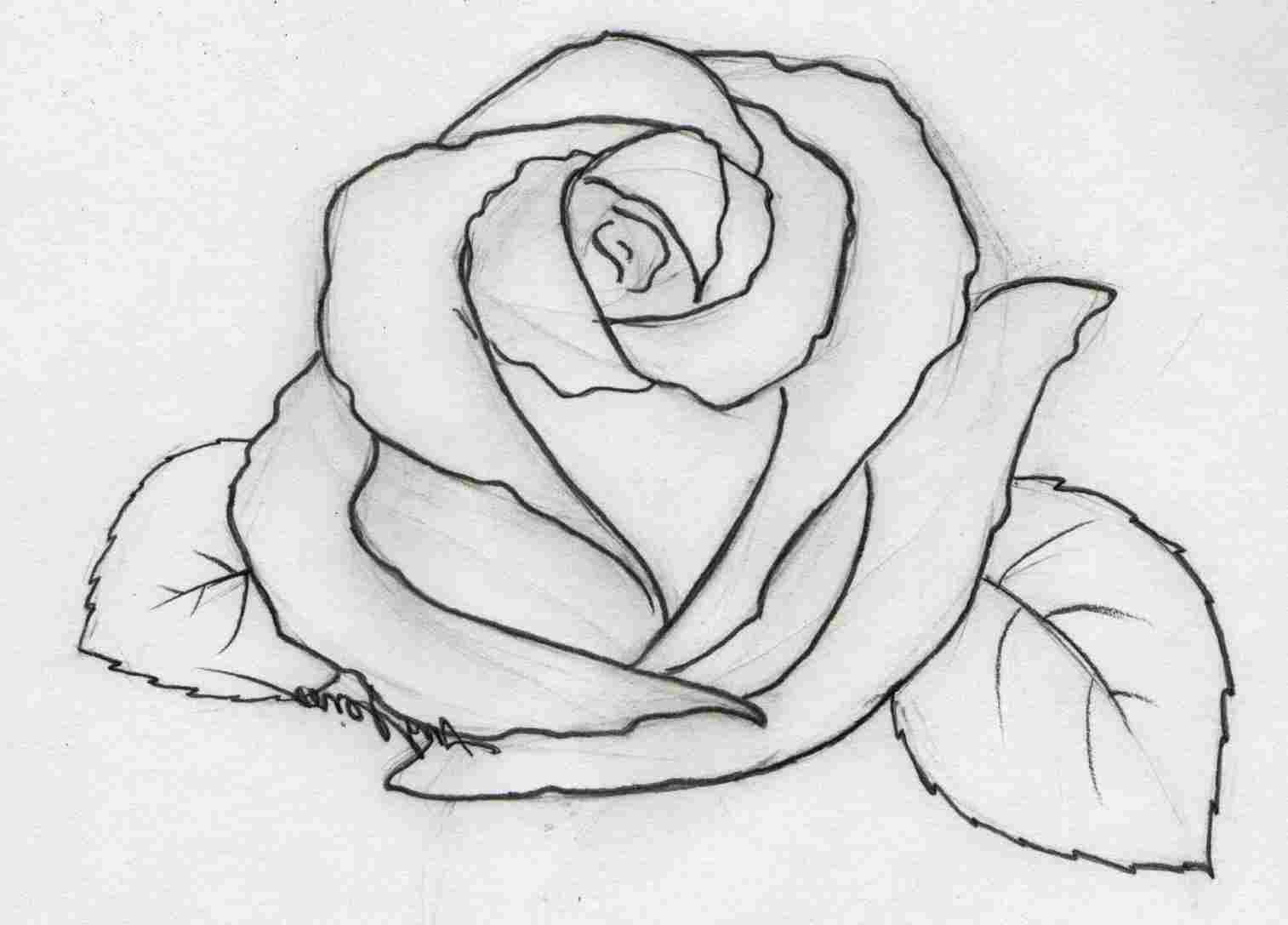 1514x1087 Simple Rose Drawing - Rose Drawing Stencil