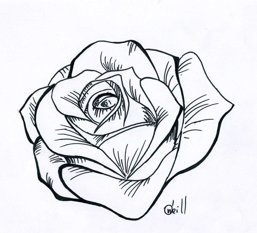 900x817 Traditional Rose Line Drawing Ltbgtline Drawing Roseltgt - Rose Drawing Stencil