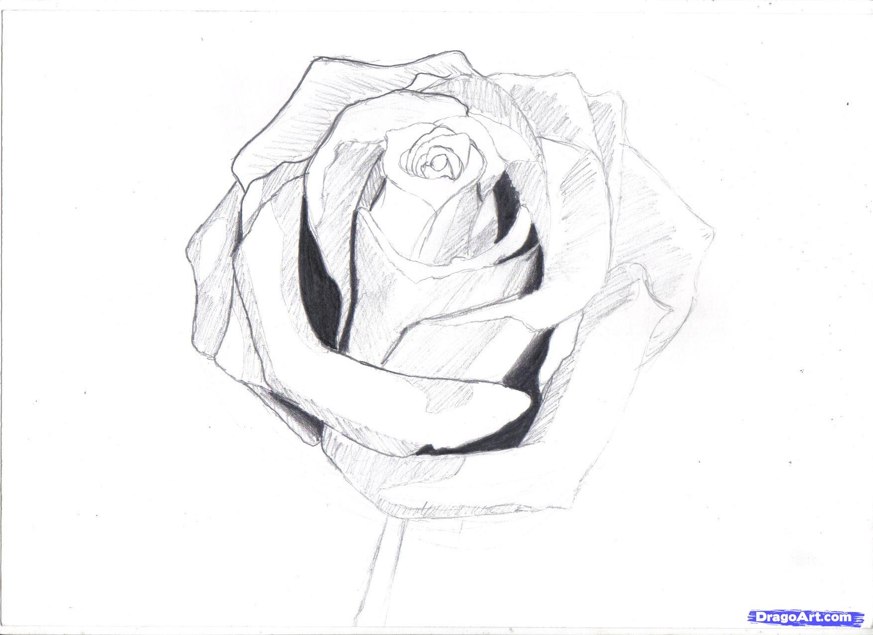 1754x1275 How To Draw A Rose In Pencil, Draw A Realistic Rose, Step - Rose Drawing Step By Step