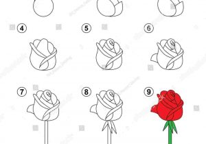 300x210 Step - Rose Drawing Step By Step