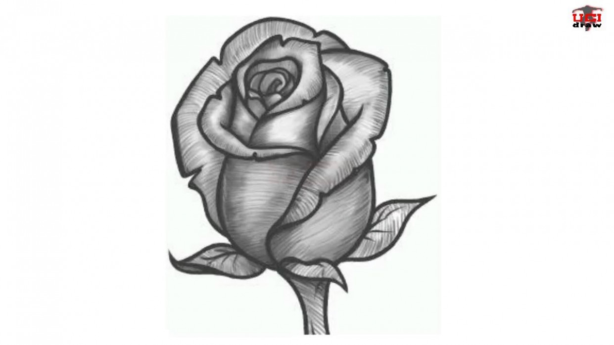 1241x698 How To Draw A Realistic Rose Easy Step - Rose Drawing Step By Step