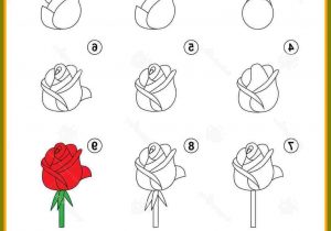 300x210 Pics Easy Rose Drawing Step - Rose Drawing Step By Step