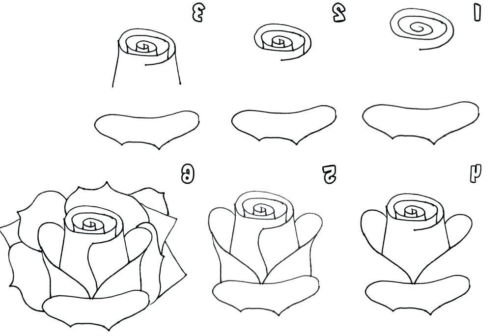 Rose Drawing Step By Step at PaintingValley.com | Explore collection of ...