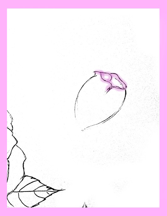 533x690 How To Draw Roses - Rose Drawing Step By Step