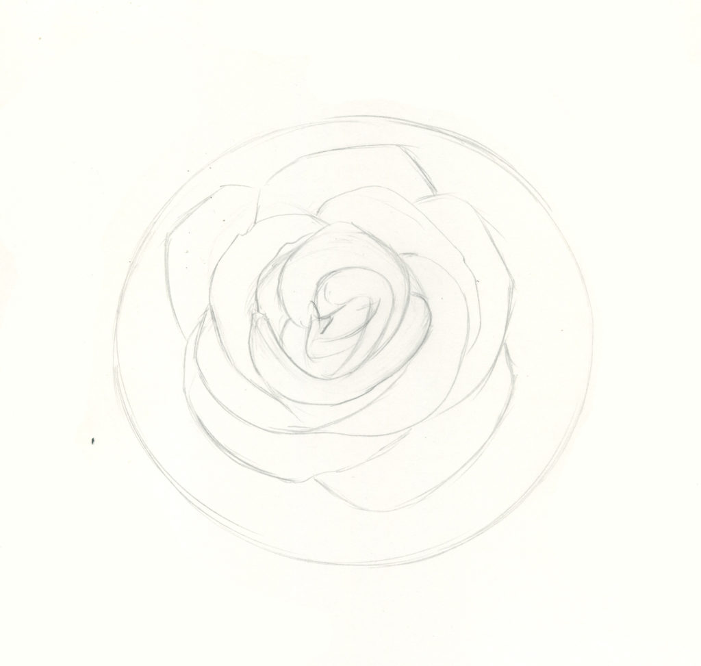 1024x973 How To Draw Roses An Easy And Complete Step - Rose Drawing Steps Beginners