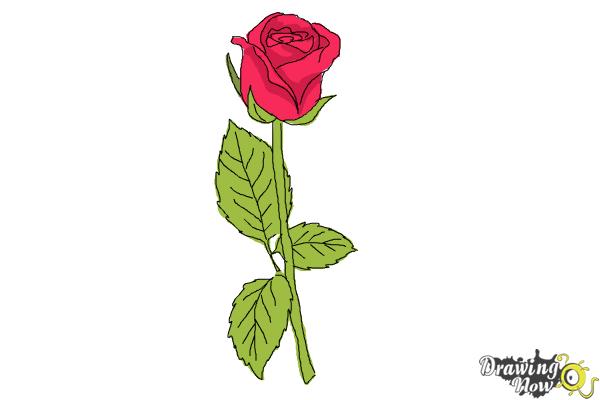 600x400 How To Draw A Rose Step - Rose Drawing Steps Beginners