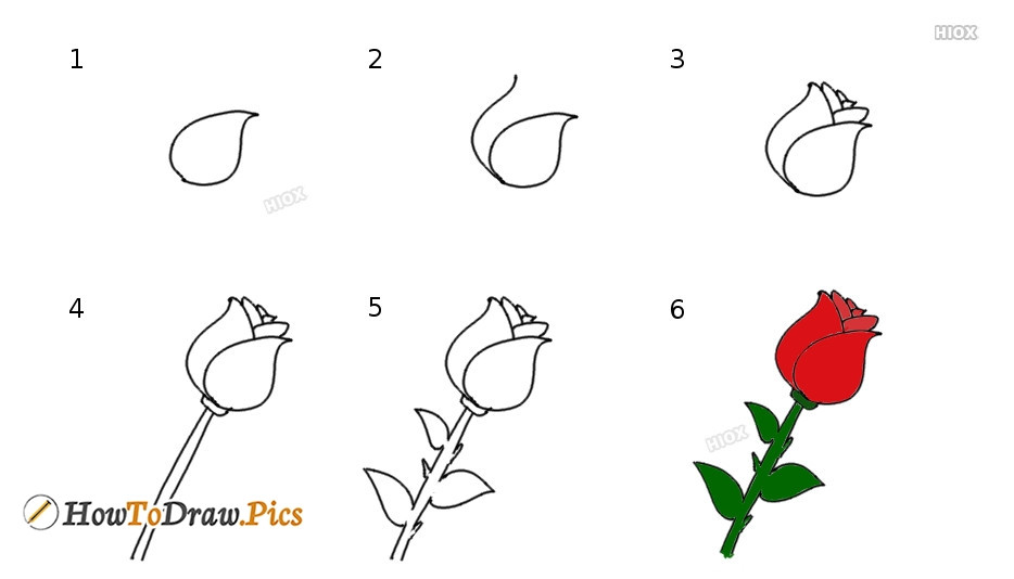 Rose Drawing Steps Beginners At Paintingvalleycom Explore