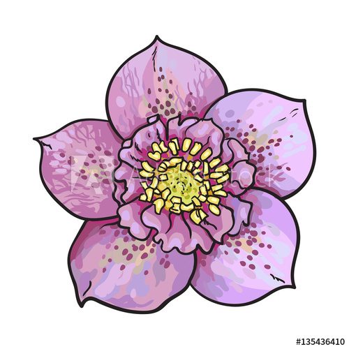 500x500 Hellebore, Christmas Rose Single Purple Flower, Top View, Sketch - Rose Drawing Top View