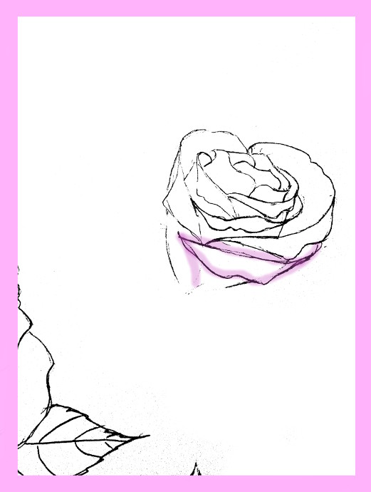 521x690 How To Draw Roses - Rose Drawing Top View