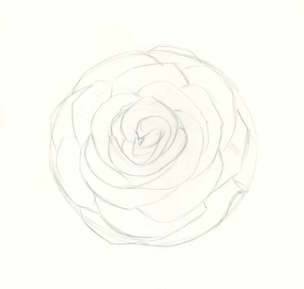 Rose Drawing Top View at PaintingValley.com | Explore collection of ...