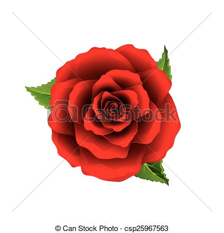 450x470 red rose flower top view isolated on white vector red rose flower - Rose Drawing Top View