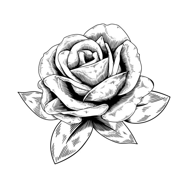 Rose Drawing Top View at Explore collection of