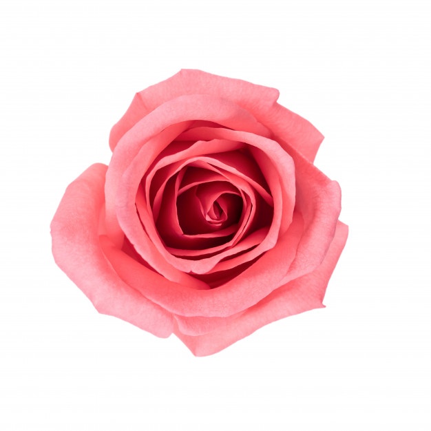 626x626 Roses Vectors, Photos And Free Download - Rose Drawing Top View