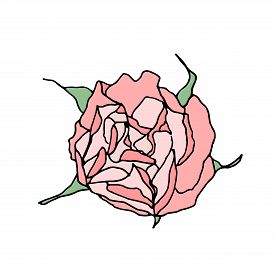 275x275 White Rose Drawing Photos And Images - Rose Drawing Top View