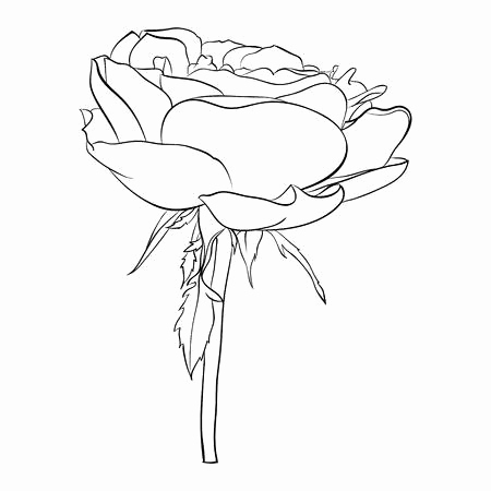 450x450 White Rose Sketch New Vector Illustration Deep White Rose Top View - Rose Drawing Top View