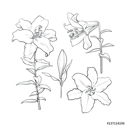 500x500 Black And White Drawings Realistic Flowers Pictures Roses Draw - Rose Drawing Top View