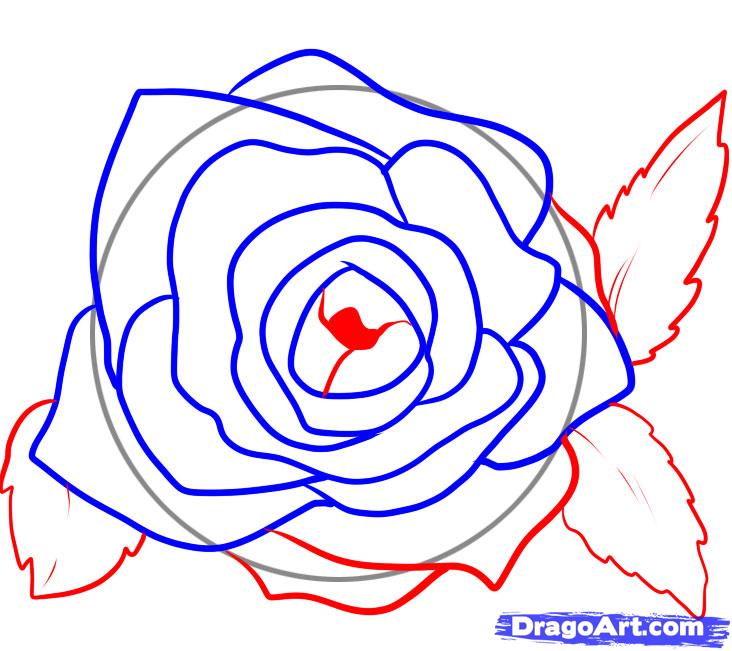 732x651 Draw Rose Petals, Step - Rose Drawing Top View