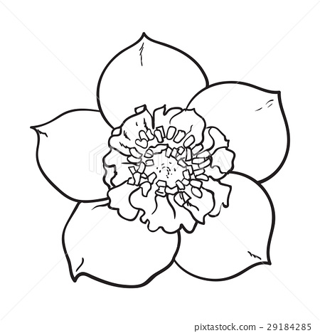 450x468 Hellebore, Christmas Rose Single Flower, Top View - Rose Drawing Top View