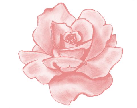 480x380 Pink Roses Clipart Tumblr - Rose Drawing Tumblr