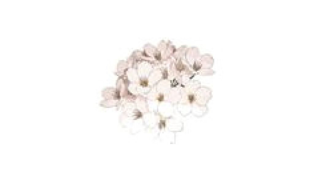 1024x600 Simple Tumblr Rose Drawing - Rose Drawing Tumblr