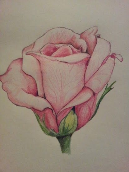 415x553 Rose Drawing Tumblr - Rose Drawing Tumblr