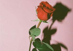 300x210 Drawing Of A Rose Tumblr Holding Flowers Design Art Drawings Line - Rose Drawing Tumblr