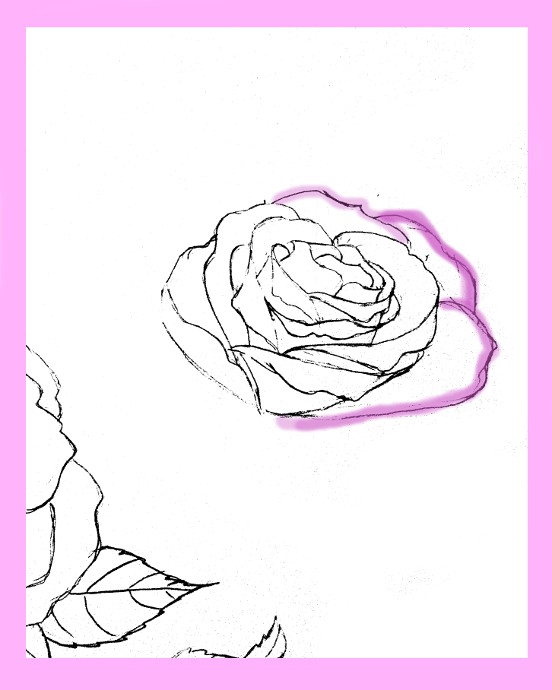 552x690 How To Draw Roses - Rose Drawing Tutorial