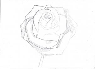 302x220 How To Draw A Rose In Pencil, Draw A Realistic Rose, Step - Rose Drawing Tutorial