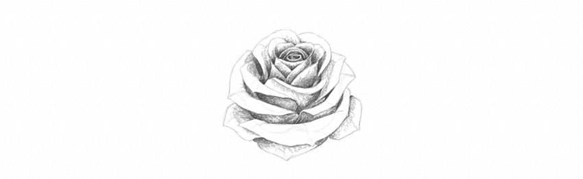 850x261 How To Draw A Rose - Rose Drawing Tutorial