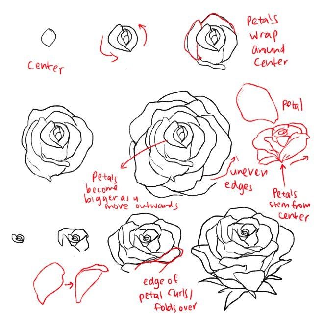 659x656 Draw The Rose - Rose Drawing Tutorial