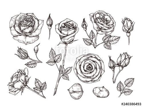 500x375 Hand Drawn Roses Sketch Rose Flowers With Thorns And Leaves - Rose Flower Black And White Drawing