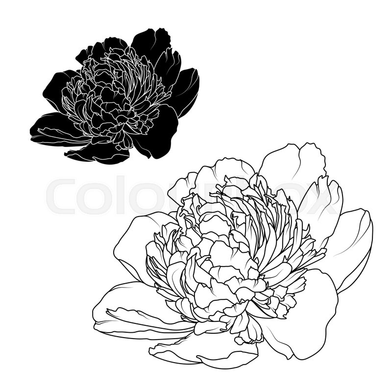 800x800 Peony Rose Flowers Black And White Stock Vector Colourbox - Rose Flower Black And White Drawing