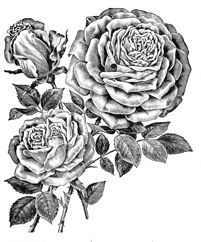 688x827 Rose Clipart - Rose Flower Black And White Drawing