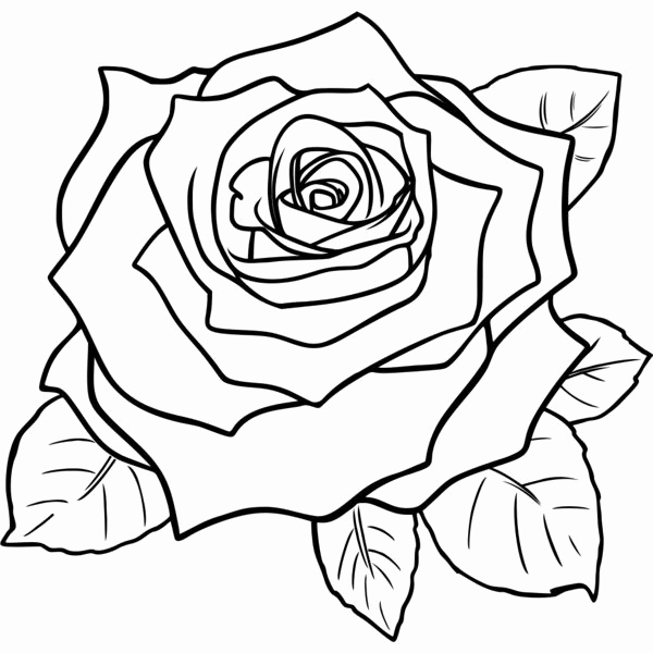 Rose Flower Black And White Drawing at PaintingValley.com | Explore ...