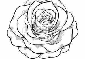 Rose Flower Black And White Drawing at PaintingValley.com | Explore ...