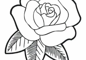 Rose Flower Drawing At Paintingvalleycom Explore