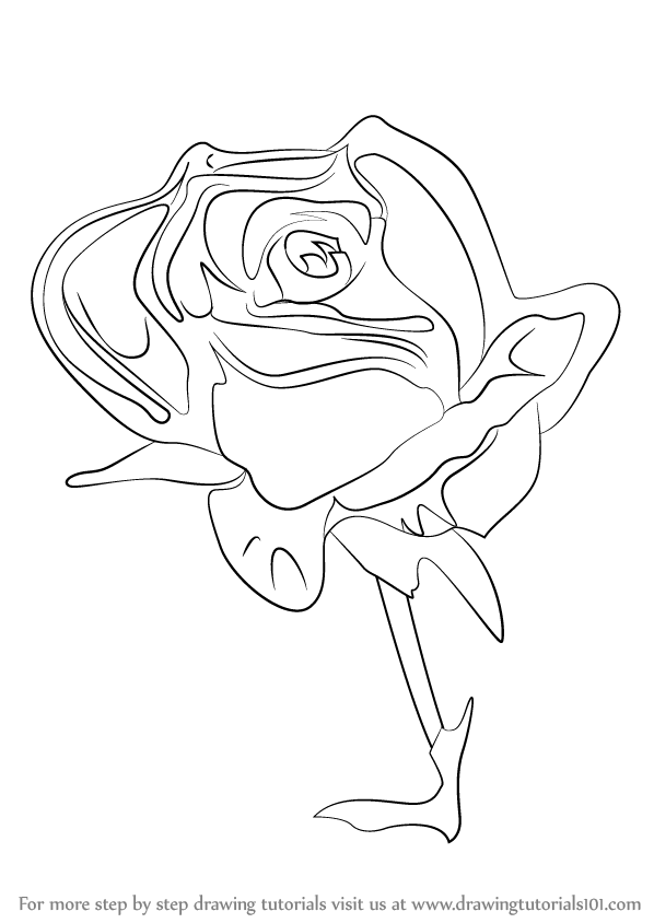 598x844 Learn How To Draw A Rose Flower - Rose Flower Drawing