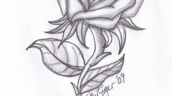 570x320 Rose Flower Drawing - Rose Flower Drawing