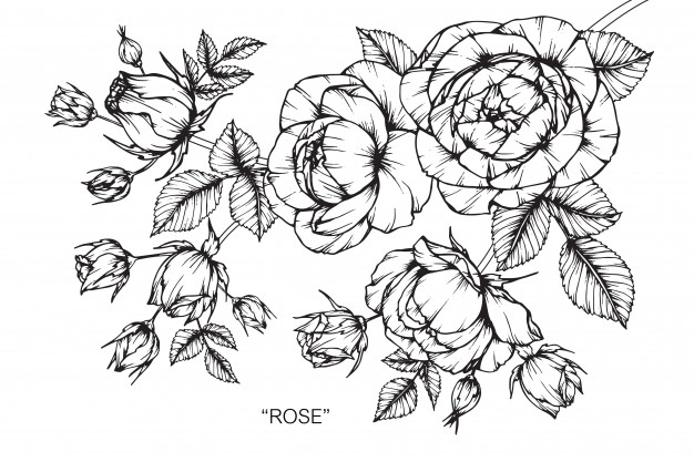 626x417 Rose Flower Drawing Illustration Vector Premium Download - Rose Flower Drawing