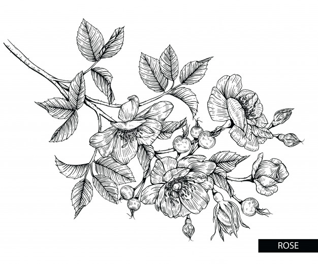 626x521 Rose Flower Drawings Vector Premium Download - Rose Flower Drawing