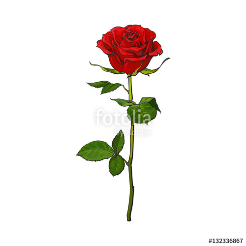 500x500 Deep Red, Ruby Rose Flower With Green Leaves, Sketch Style Vector - Rose Flower Drawing