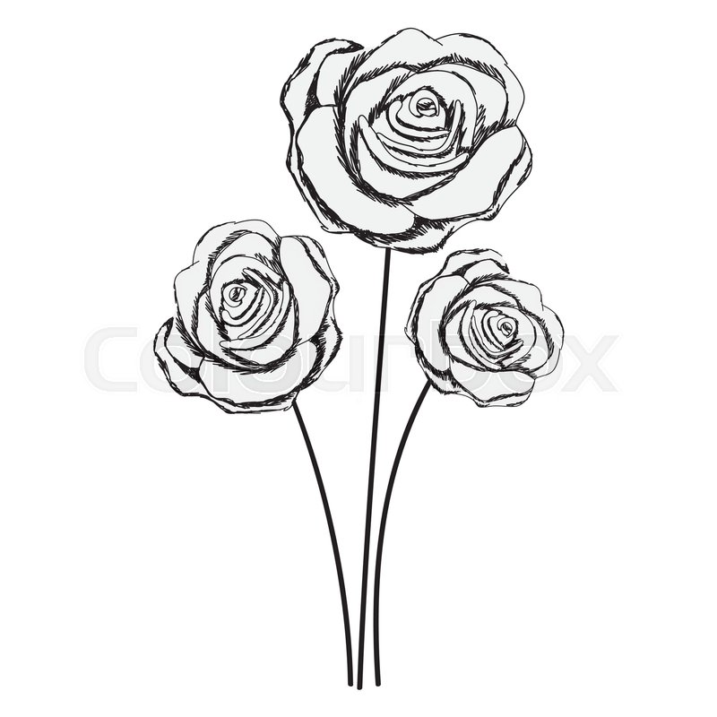 800x800 delicate rose flower drawing icon stock vector colourbox - Rose Flower Drawing