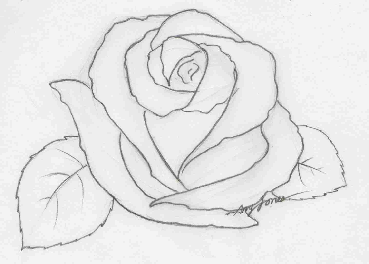 1514x1087 Easy Pencil Drawings Of Flowers And Rose Flower Sketches In Pencil - Rose Flower Drawing