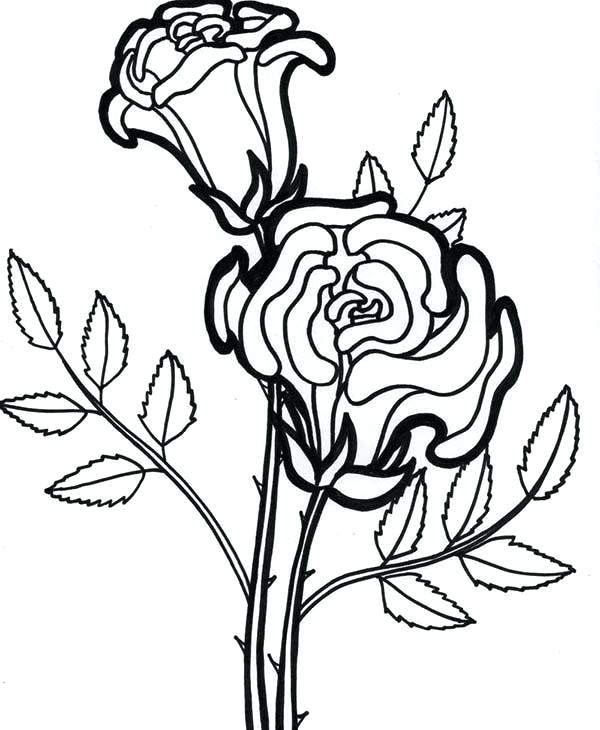Rose Flower Drawing Images at PaintingValley.com | Explore collection ...